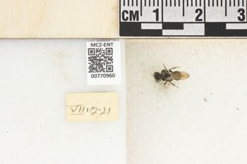 Media type: image;   Entomology 770960 Aspect: Labels